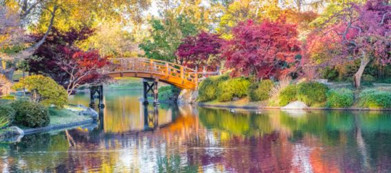 the vibrant and colorful Japanese strolling garden during Autumn at the Missouri Botanical Garden